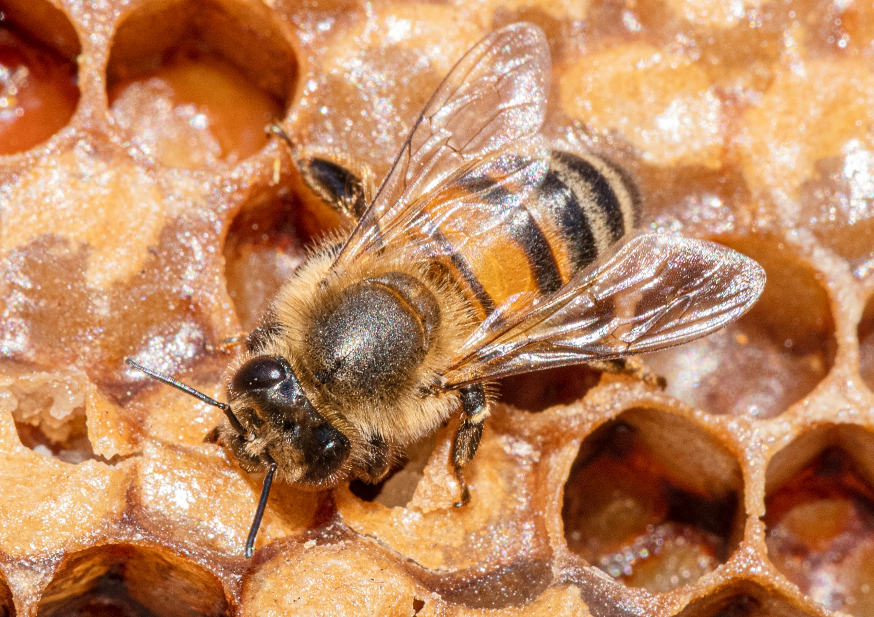 Bee on honeycomb