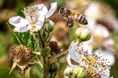 Honey bee on bramble