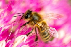 Honeybee on pink