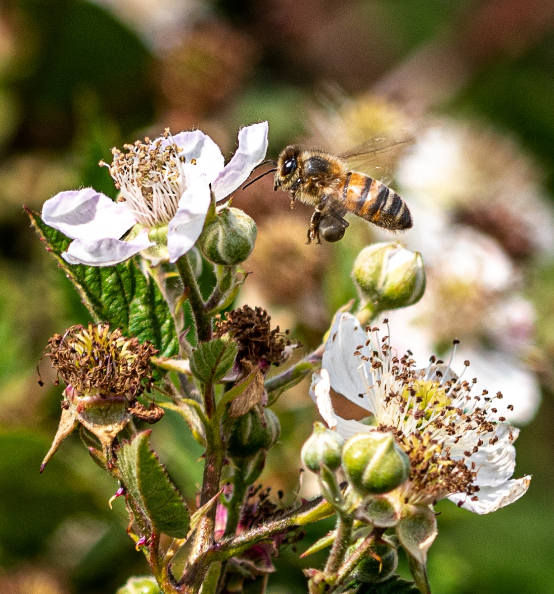 Honey bee on bramble