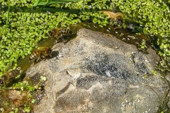 Bees on pond